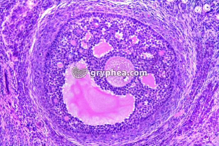 Ovaire de Lapine - follicule tertiaire (cavitaire) x40 - gryphea.com